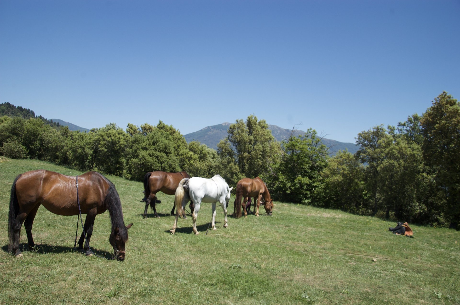 Montseny