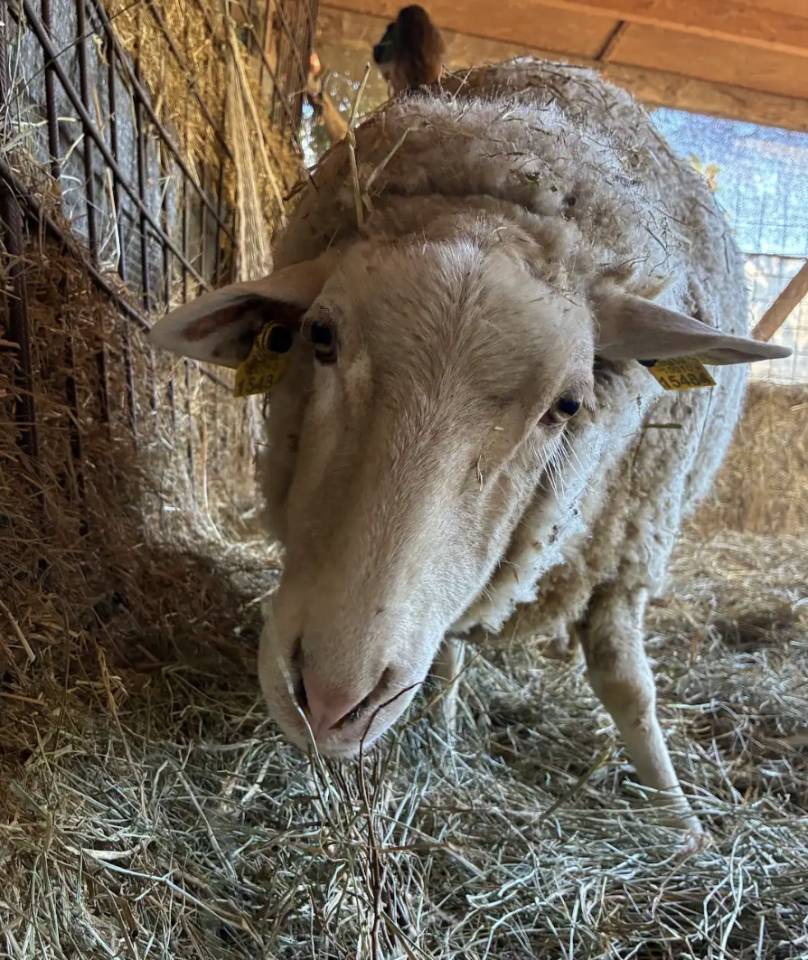 Dolly