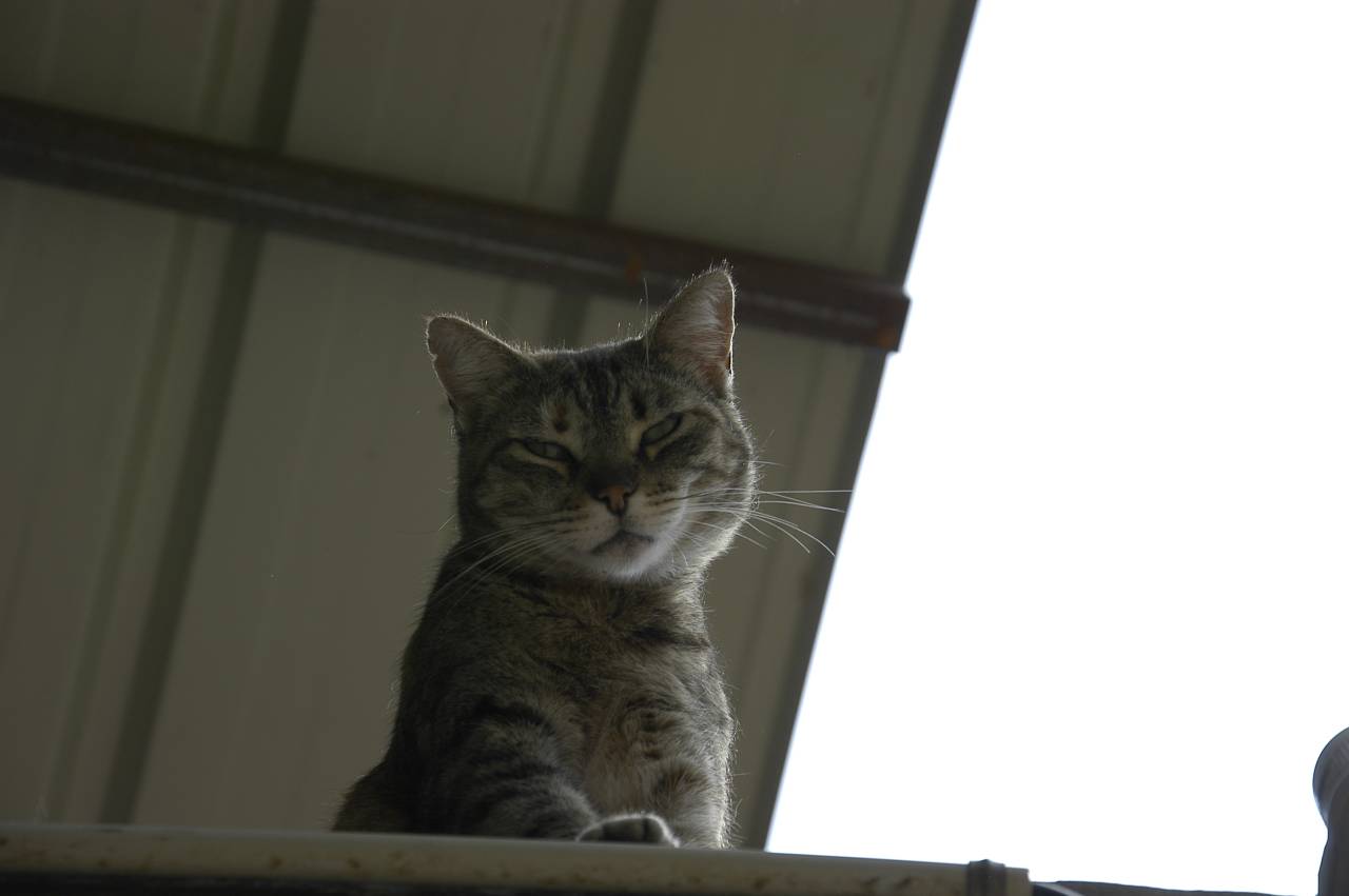 Mishi