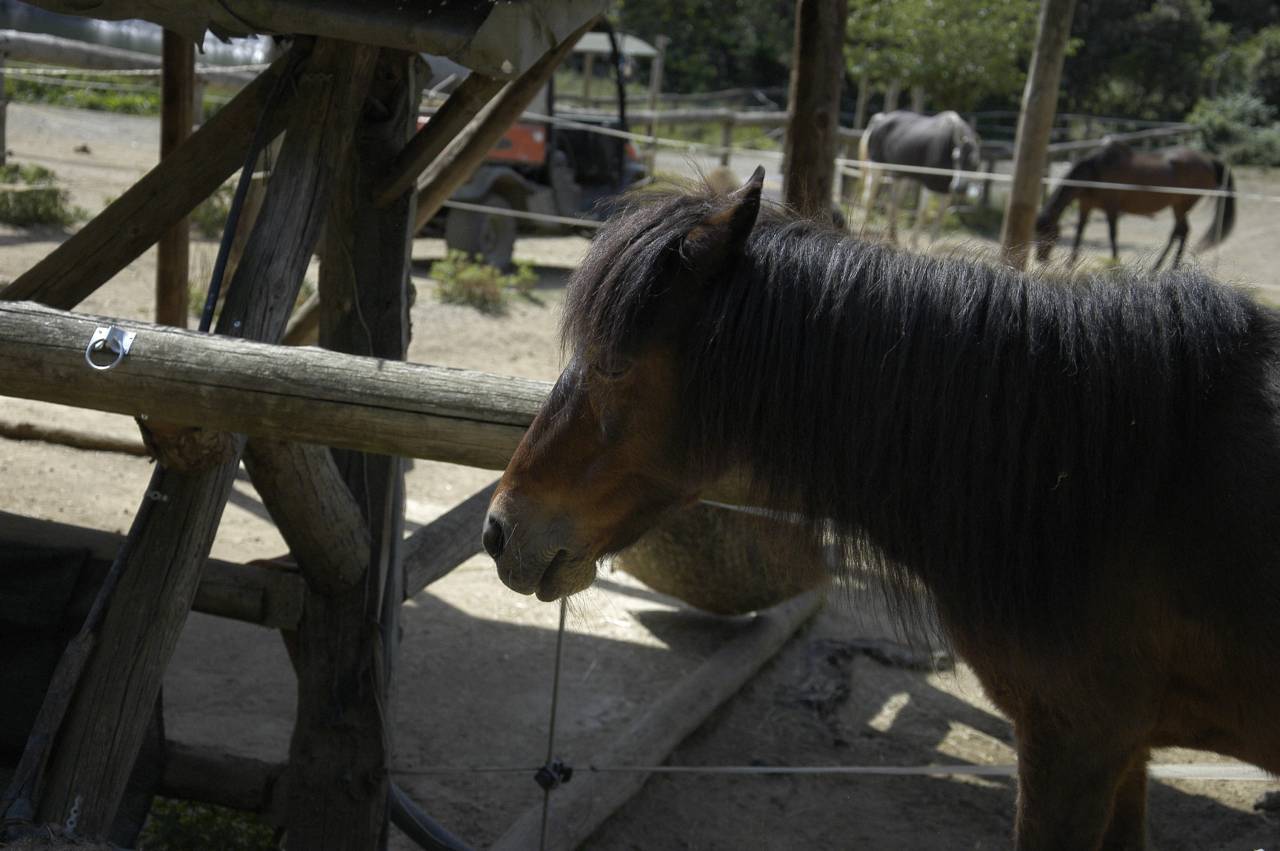 Puça