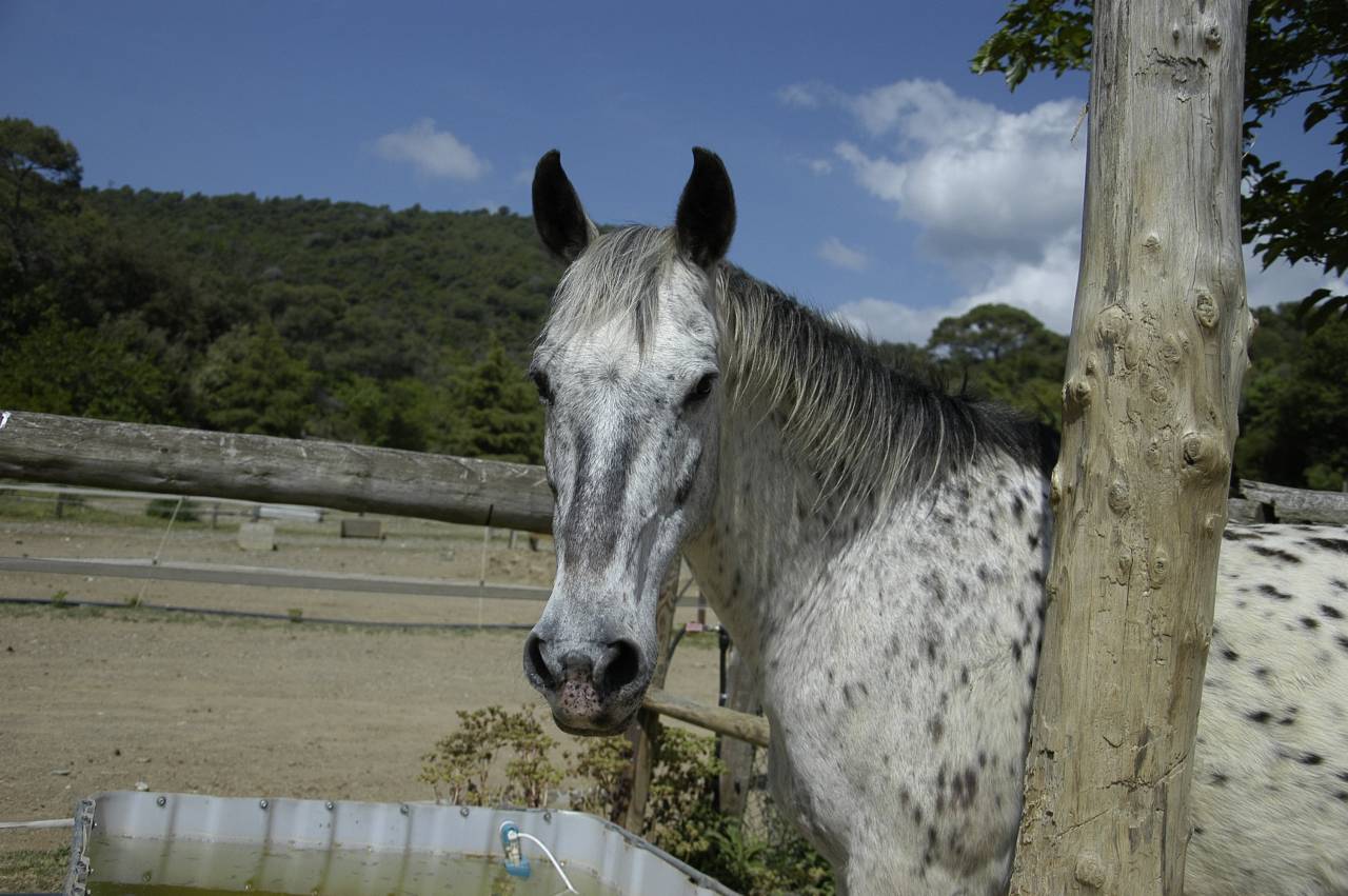 Merlino